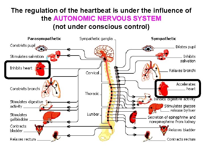 The regulation of the heartbeat is under the influence of the AUTONOMIC NERVOUS SYSTEM