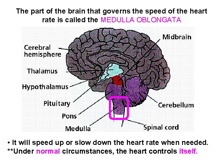 The part of the brain that governs the speed of the heart rate is