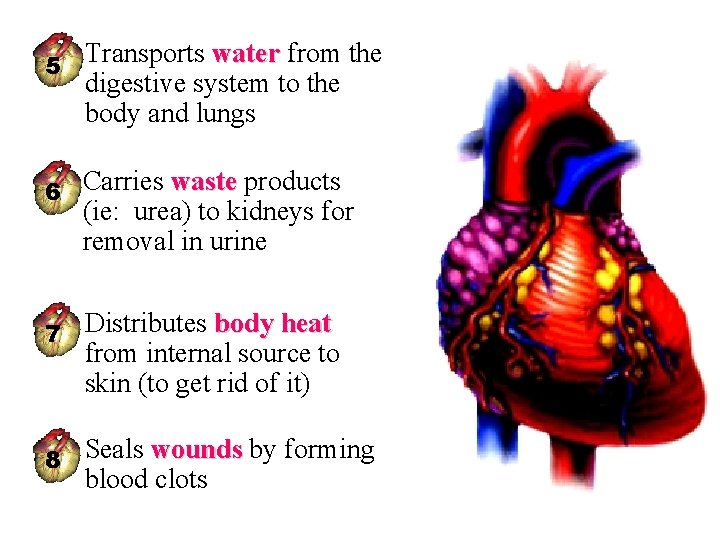 5 • Transports water from the water digestive system to the body and lungs
