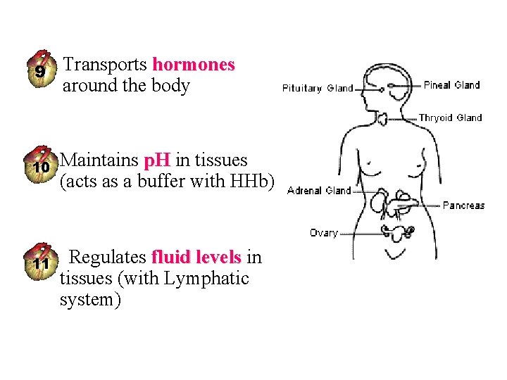 hormones 9 • Transports hormones around the body 10 • Maintains p. H in