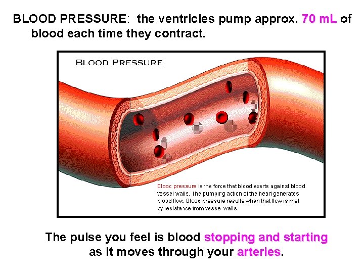 BLOOD PRESSURE: the ventricles pump approx. 70 m. L of blood each time they