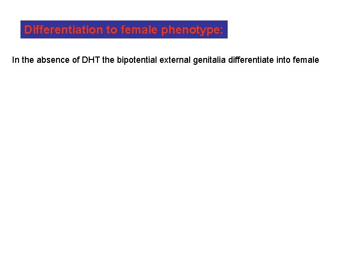 Differentiation to female phenotype: In the absence of DHT the bipotential external genitalia differentiate