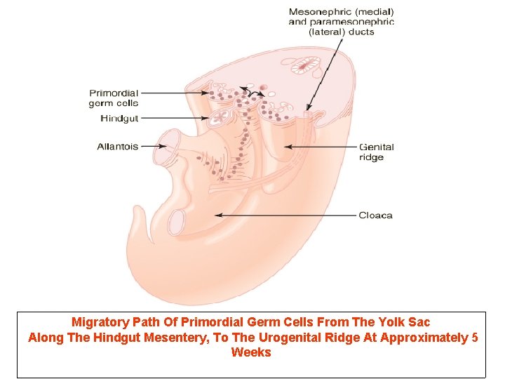 Migratory Path Of Primordial Germ Cells From The Yolk Sac Along The Hindgut Mesentery,