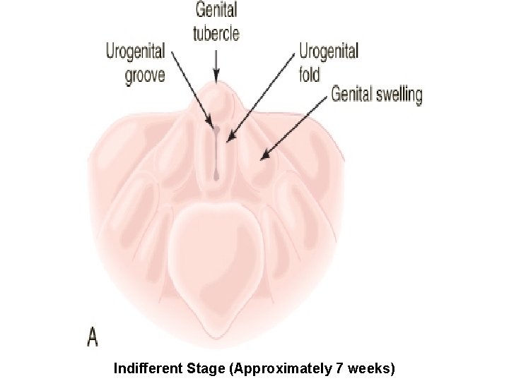 Indifferent Stage (Approximately 7 weeks) 