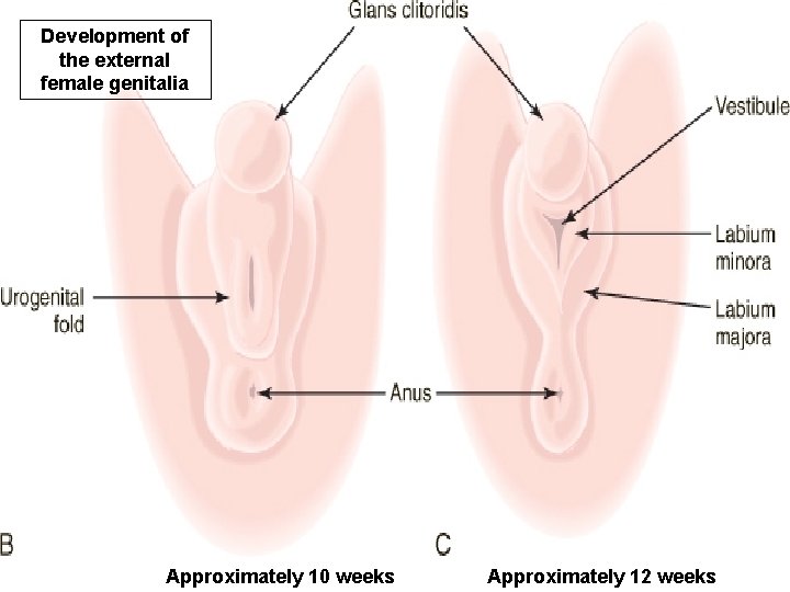 Development of the external female genitalia Approximately 10 weeks Approximately 12 weeks 