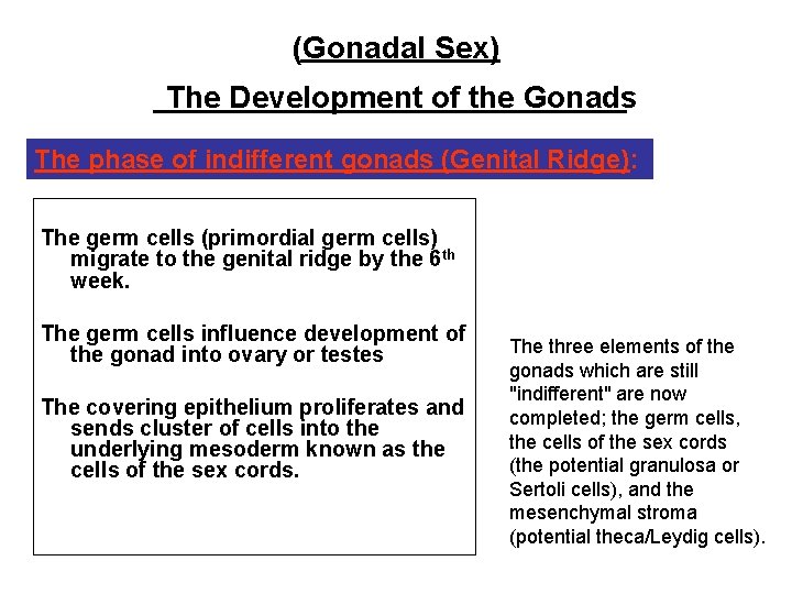 (Gonadal Sex) The Development of the Gonads The phase of indifferent gonads (Genital Ridge):