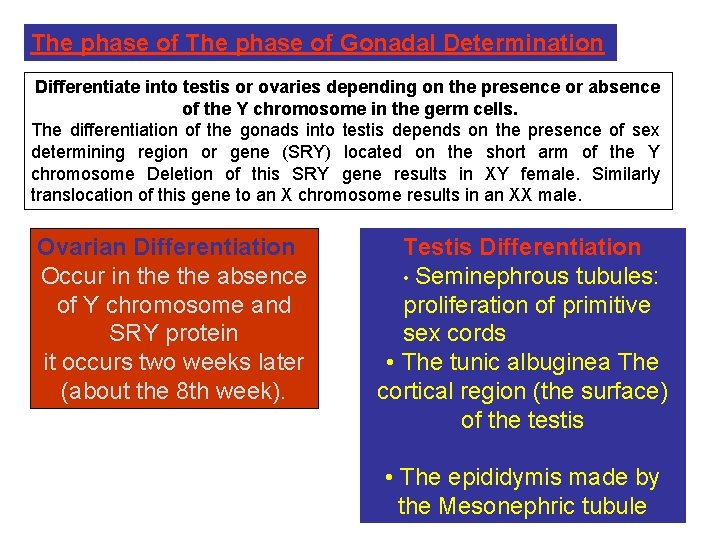 The phase of Gonadal Determination Differentiate into testis or ovaries depending on the presence