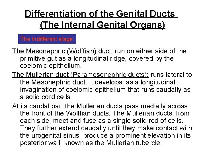 Differentiation of the Genital Ducts (The Internal Genital Organs) The Indifferent stage: The Mesonephric