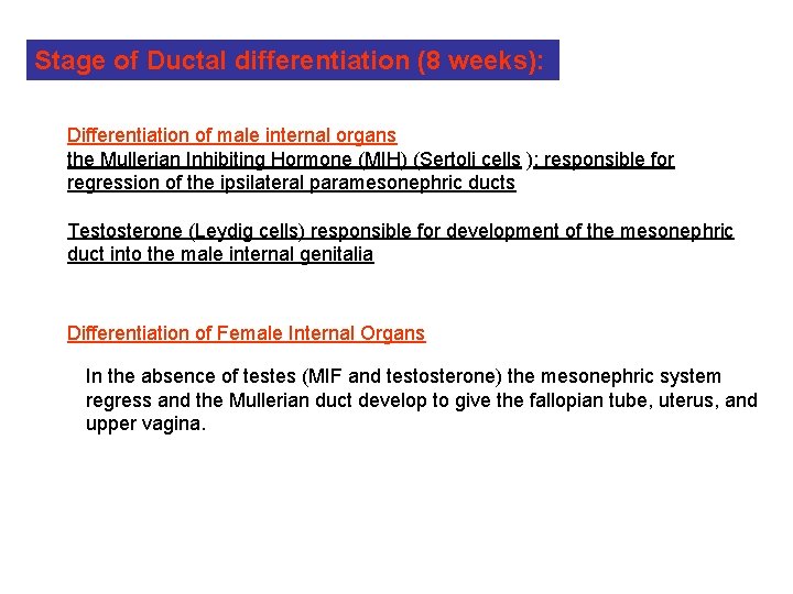 Stage of Ductal differentiation (8 weeks): Differentiation of male internal organs the Mullerian Inhibiting