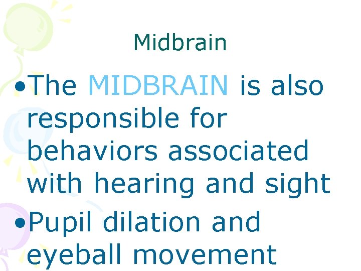 Midbrain • The MIDBRAIN is also responsible for behaviors associated with hearing and sight