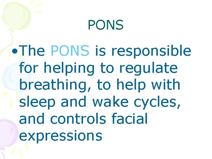 PONS • The PONS is responsible for helping to regulate breathing, to help with