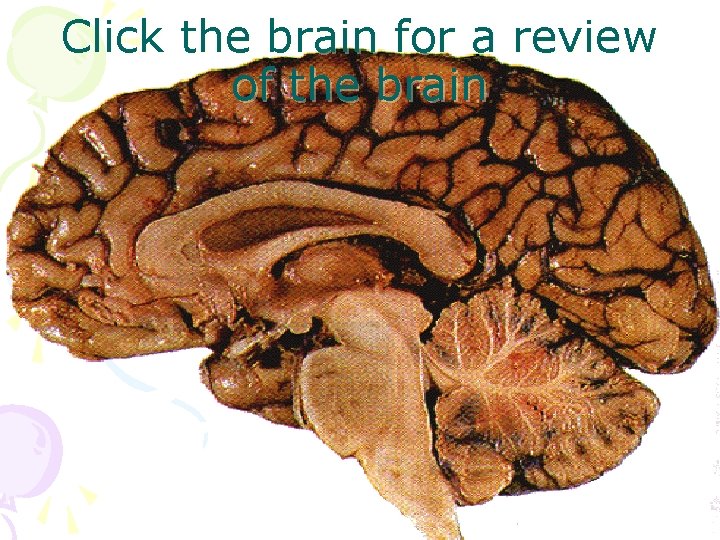 Click the brain for a review of the brain 