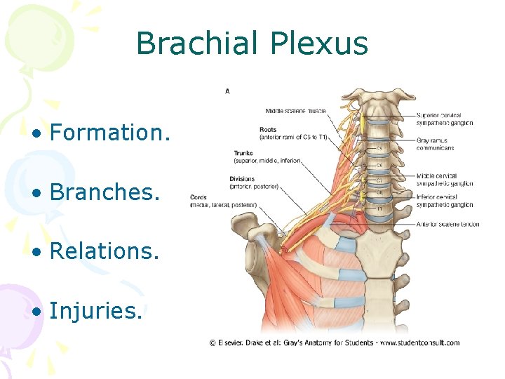 Brachial Plexus • Formation. • Branches. • Relations. • Injuries. 