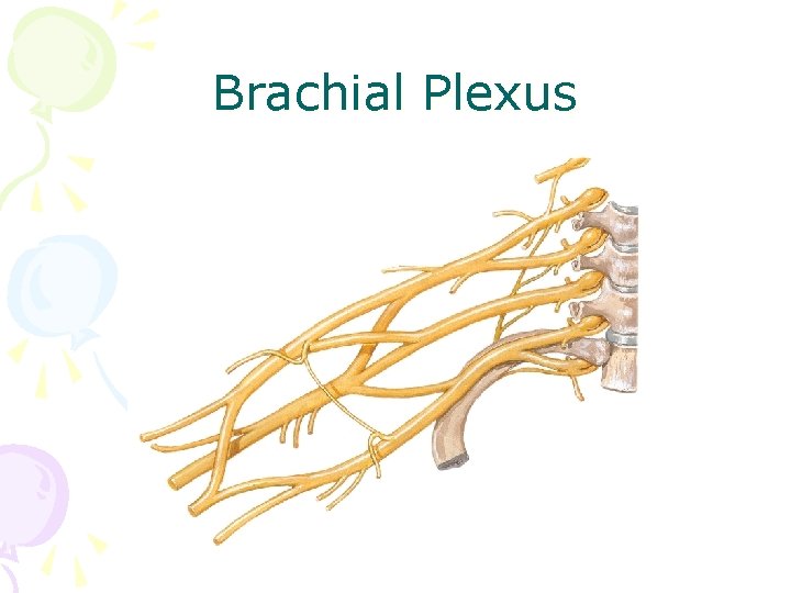 Brachial Plexus 