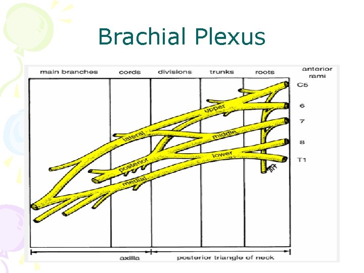 Brachial Plexus 