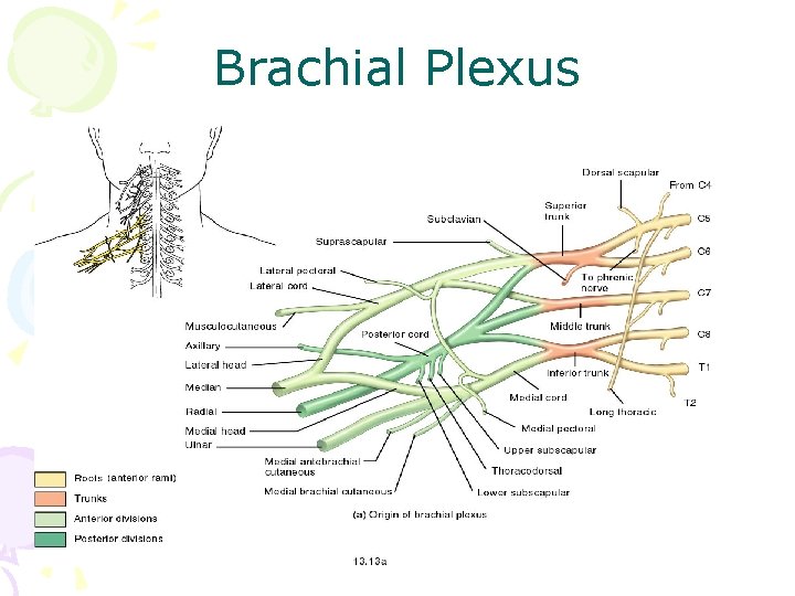 Brachial Plexus 