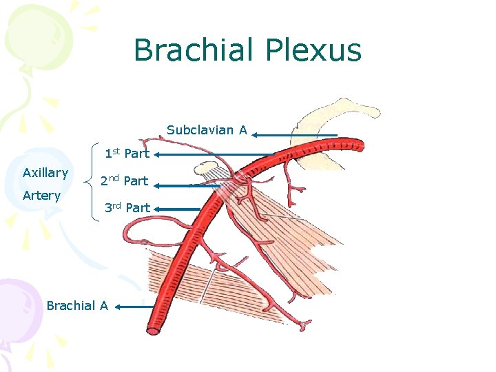 Brachial Plexus Subclavian A 1 st Part Axillary Artery 2 nd Part 3 rd