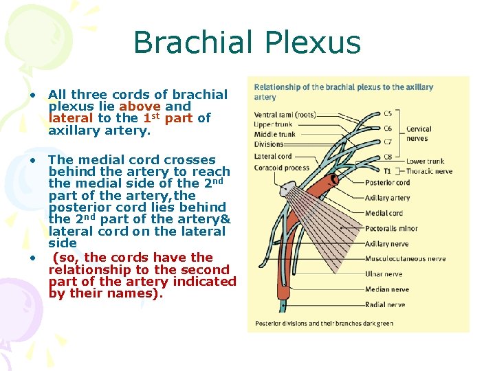 Brachial Plexus • All three cords of brachial plexus lie above and lateral to