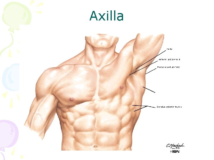 Axilla 