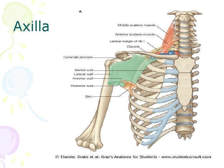 Axilla 