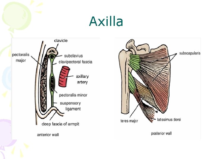 Axilla 