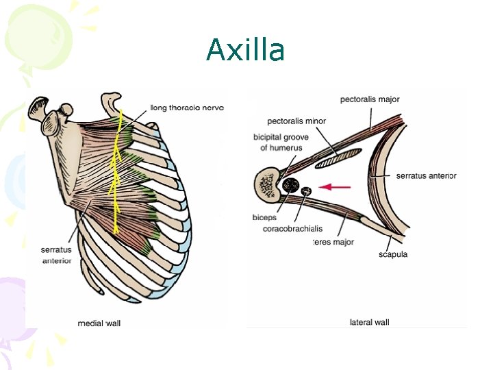 Axilla 