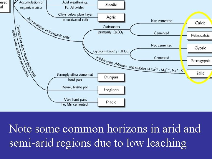 Note some common horizons in arid and semi-arid regions due to low leaching 