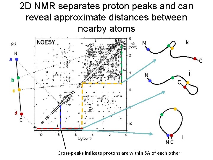 2 D NMR separates proton peaks and can reveal approximate distances between nearby atoms