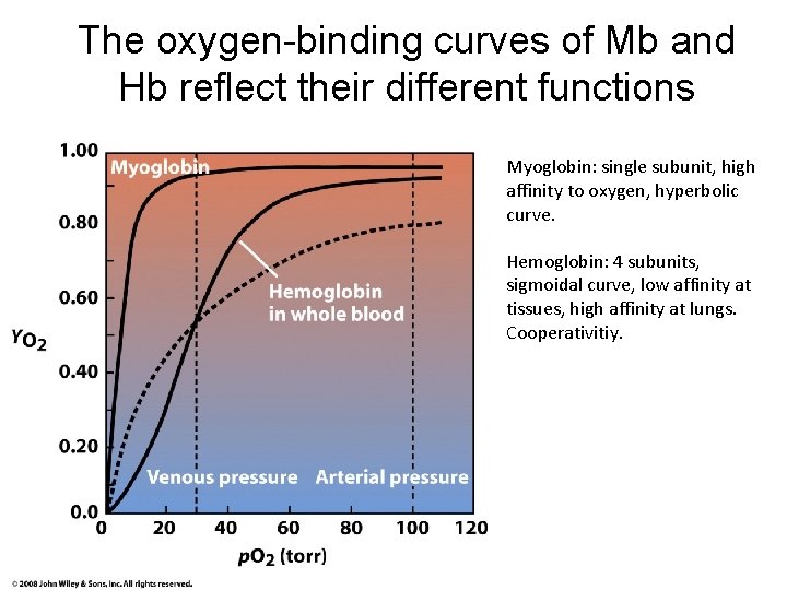 The oxygen-binding curves of Mb and Hb reflect their different functions Myoglobin: single subunit,