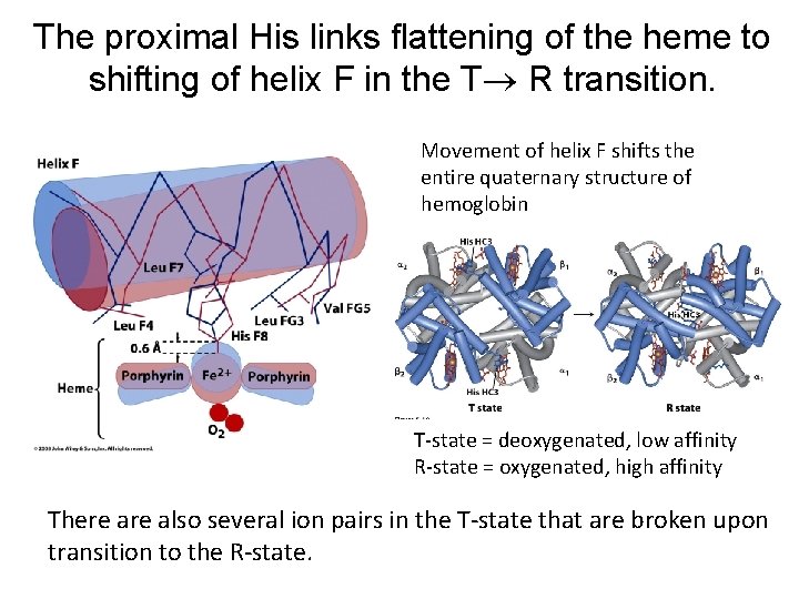 The proximal His links flattening of the heme to shifting of helix F in