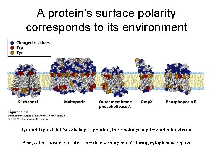 A protein’s surface polarity corresponds to its environment Tyr and Trp exhibit ‘snorkeling’ –