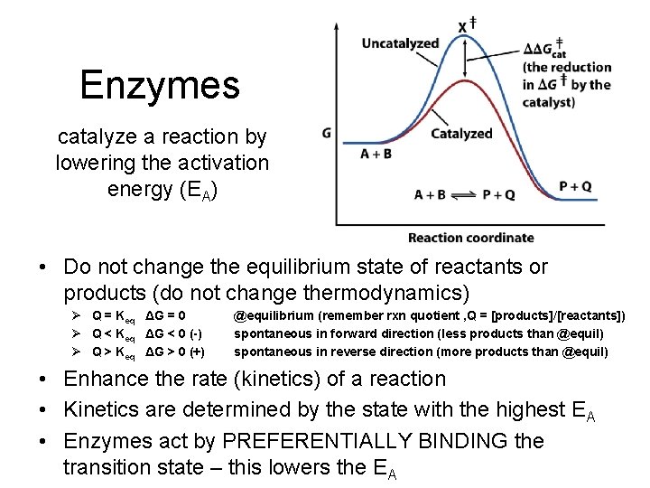 Enzymes catalyze a reaction by lowering the activation energy (EA) • Do not change