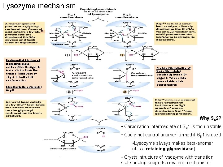 Lysozyme mechanism 35 Preferential binding of transition state: carbocation D-sugar is more stable than