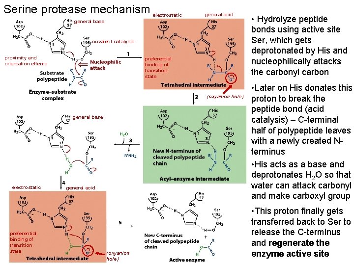 Serine protease mechanism electrostatic general acid general base covalent catalysis proximity and orientation effects