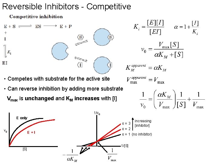 Reversible Inhibitors - Competitive • Competes with substrate for the active site • Can