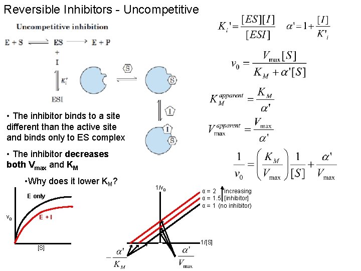 Reversible Inhibitors - Uncompetitive • The inhibitor binds to a site different than the