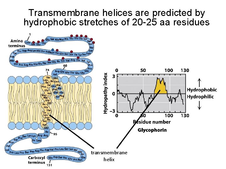 Transmembrane helices are predicted by hydrophobic stretches of 20 -25 aa residues transmembrane helix