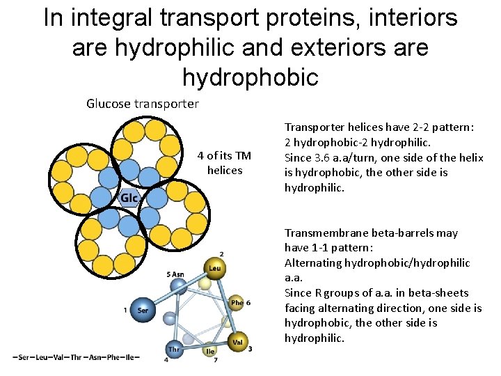 In integral transport proteins, interiors are hydrophilic and exteriors are hydrophobic Glucose transporter 4
