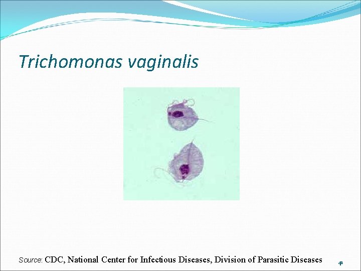 Trichomonas vaginalis Source: CDC, National Center for Infectious Diseases, Division of Parasitic Diseases 41