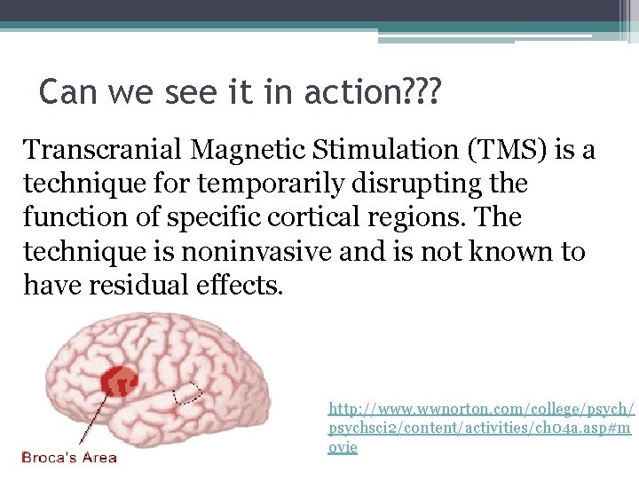 Can we see it in action? ? ? Transcranial Magnetic Stimulation (TMS) is a