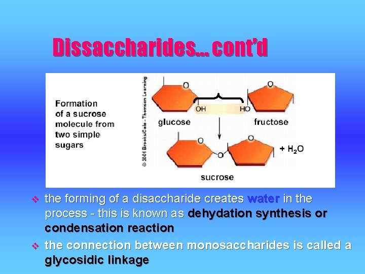 Dissaccharides… cont’d v v the forming of a disaccharide creates water in the process