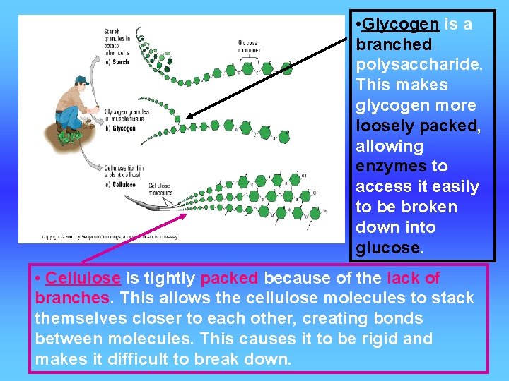 • Glycogen is a branched polysaccharide. This makes glycogen more loosely packed, allowing  • Glycogen is a branched polysaccharide. This makes glycogen more loosely packed, allowing