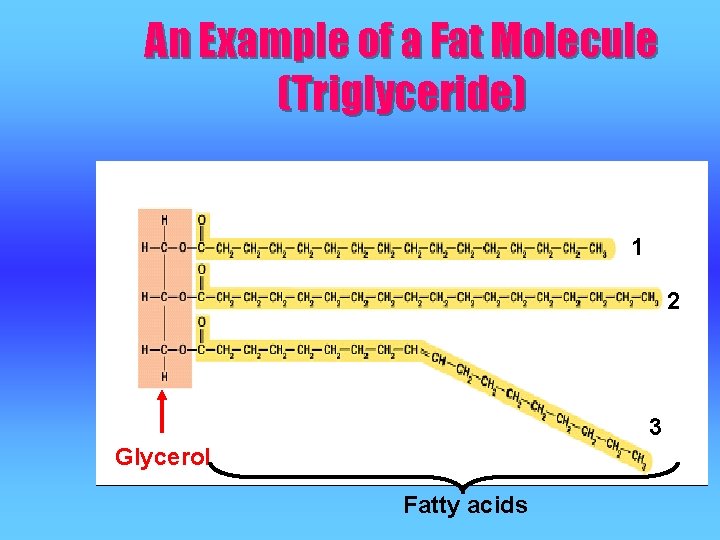 An Example of a Fat Molecule (Triglyceride) 1 2 3 Glycerol Fatty acids 