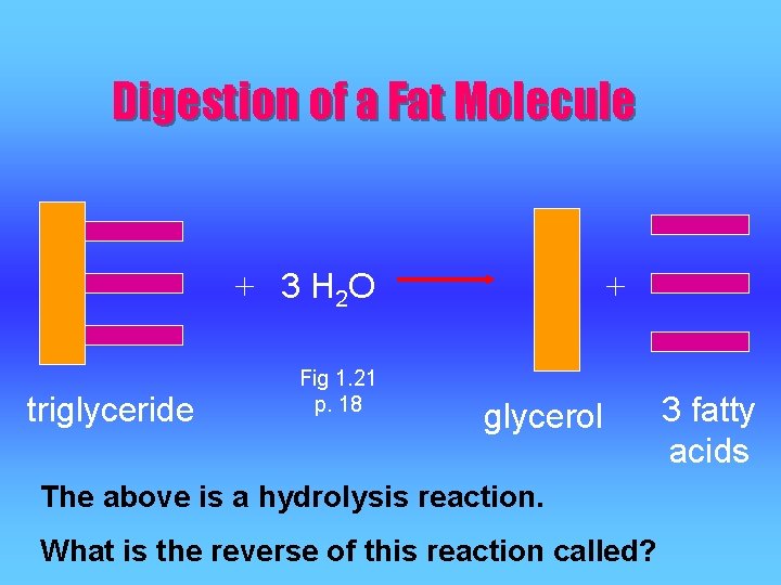 Digestion of a Fat Molecule + 3 H 2 O triglyceride Fig 1. 21 Digestion of a Fat Molecule + 3 H 2 O triglyceride Fig 1. 21