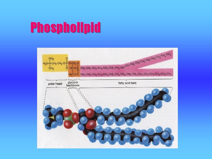 Phospholipid  Phospholipid