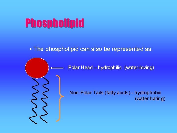 Phospholipid • The phospholipid can also be represented as: Polar Head – hydrophilic (water-loving)