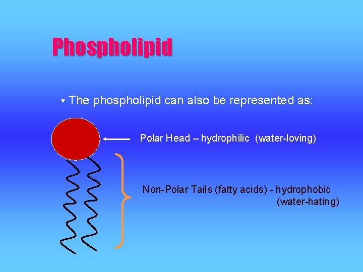 Phospholipid • The phospholipid can also be represented as: Polar Head – hydrophilic (water-loving) Phospholipid • The phospholipid can also be represented as: Polar Head – hydrophilic (water-loving)