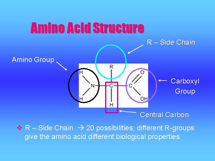 Amino Acid Structure R – Side Chain Amino Group Carboxyl Group Central Carbon v