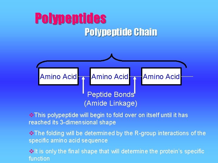 Polypeptides Polypeptide Chain Amino Acid Peptide Bonds (Amide Linkage) v. This polypeptide will begin