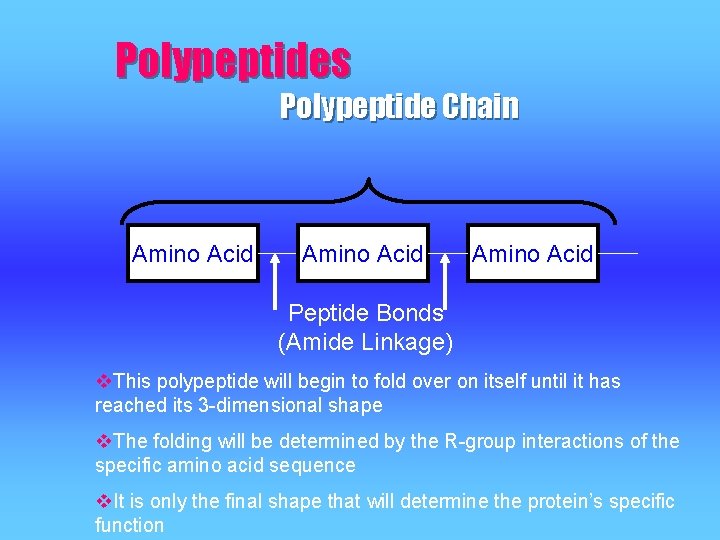 Polypeptides Polypeptide Chain Amino Acid Peptide Bonds (Amide Linkage) v. This polypeptide will begin Polypeptides Polypeptide Chain Amino Acid Peptide Bonds (Amide Linkage) v. This polypeptide will begin
